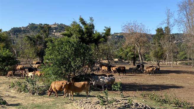 位于金门县金湖镇的山外溪，上游地区长久以来都存在着畜牧场污染水源问题(于家麒摄)
