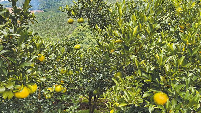 酸甜可口的青皮椪柑正值产季，台南市为全台最早上市的产区。（李姓农友提供／张毓翎台南传真）