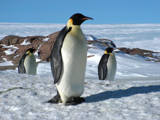 企鵝「只穿輕羽絨」怎禦寒 皮毛剖面曝 有保暖武器
