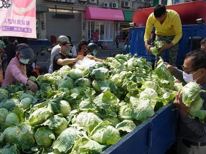 云林县北港镇农民自採自售高丽菜，1颗15元便宜卖婆妈抢购。（张朝欣摄）