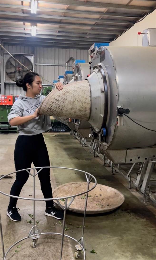 张家纶在永浩茶园学採茶、制茶。（永浩茶园提供／杨静茹南投传真）