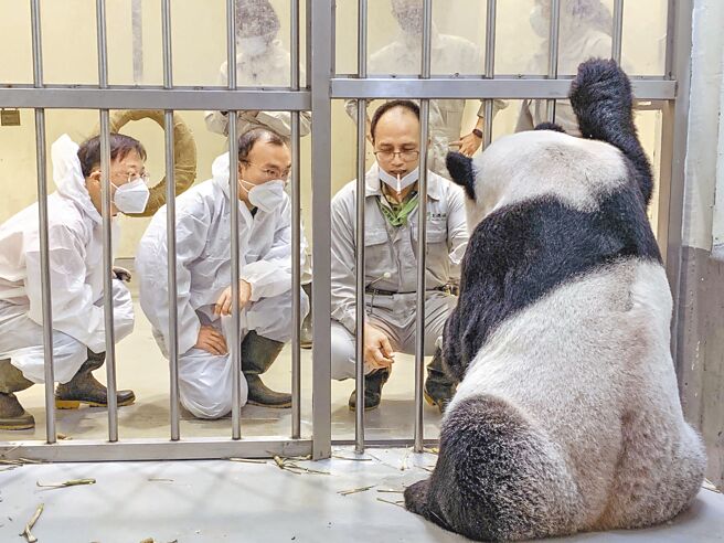 大陆专家魏明（左）及吴虹林（中）专程赶赴台北市立动物园探视生病大猫熊，近日，后肢无力的「团团」，看到来自四川故乡的专家，彷佛看到亲人般，打起精神，或坐或站，还吃个不停。（台北市立动物园提供）