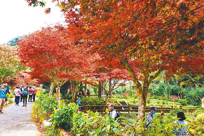 天气变凉，树叶转红，杉林溪赏枫季11月登场。（杉林溪提供／廖志晃南投传真）