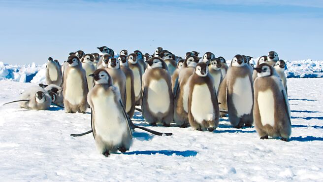 《冰凍星球II》紀錄到皇帝企鵝寶寶穿過危險的海冰，來到南大洋的富饒海域。（BBC提供）