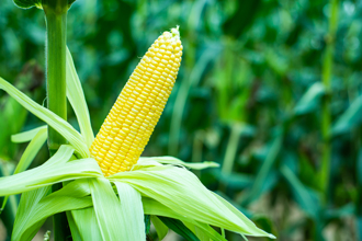 大陸更新進口玉米註冊企業名單  巴西玉米可望輸陸