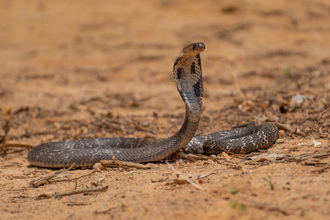 眼鏡蛇罕見「乾咬」 8歲男童反咬回去 結果毒蛇身亡