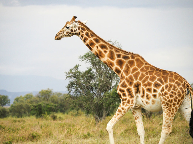 长颈鹿惨遭轮胎套头，好在经过保育员及时救援已经成功取下。（示意图／达志影像）