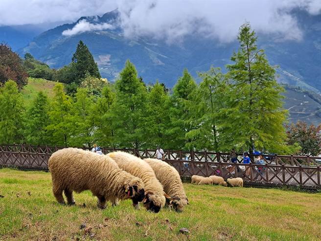 瓦莱黑鼻羊8月陆续有2只宝宝诞生，清境农场上网举办命名活动。（清境农场提供／杨静茹南投传真）