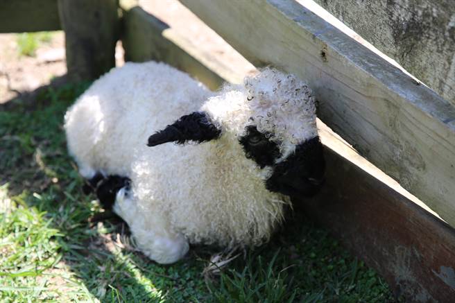 1号瓦莱黑鼻羊宝宝有黑眼圈，网友命名「Q毛、欧咪嘛、欧疼、喜、瑞萌」供票选。（清境农场提供／杨静茹南投传真）