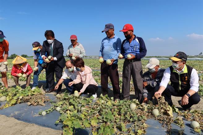 議長郭信良(左四穿西裝)和立委陳亭妃(右五)邀農糧署人員到洋瓜園查看實際情況。（台南市議會提供／李俊淇台南傳真）