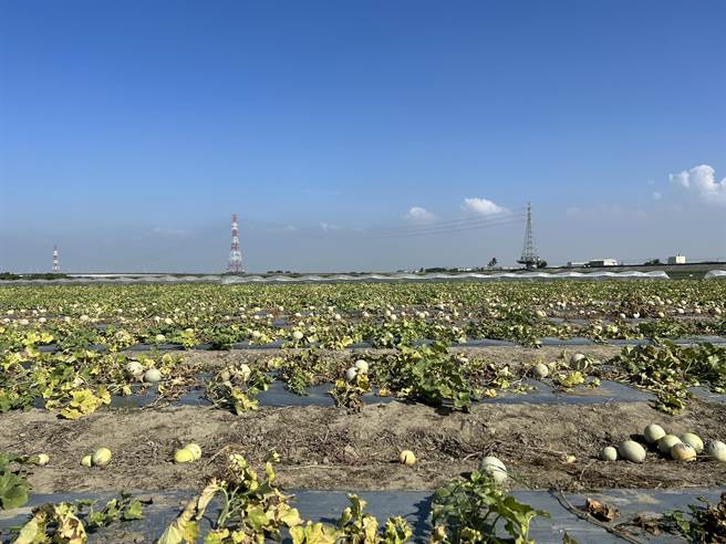 數十甲的洋香瓜全都長不大而無法採收。（立委陳亭妃提供／李俊淇台南傳真）