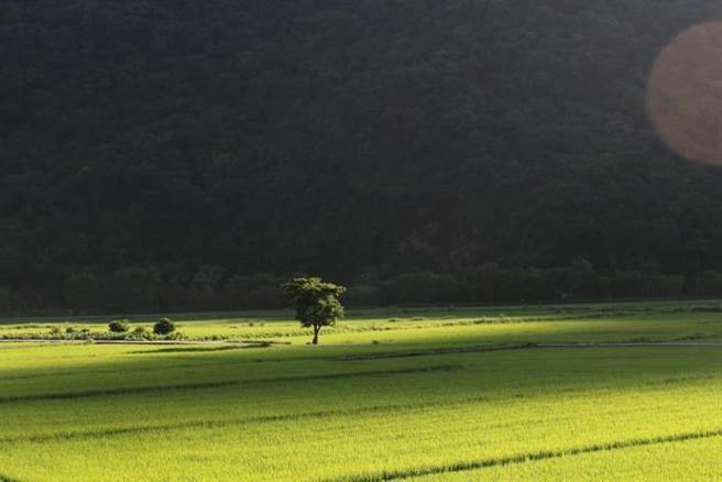 花蓮卓溪鄉南安部落擁有有機農法種稻等，頗受好評，縣府與農友規畫推動「原住民族有機農業促進區」。（卓溪鄉公所提供）