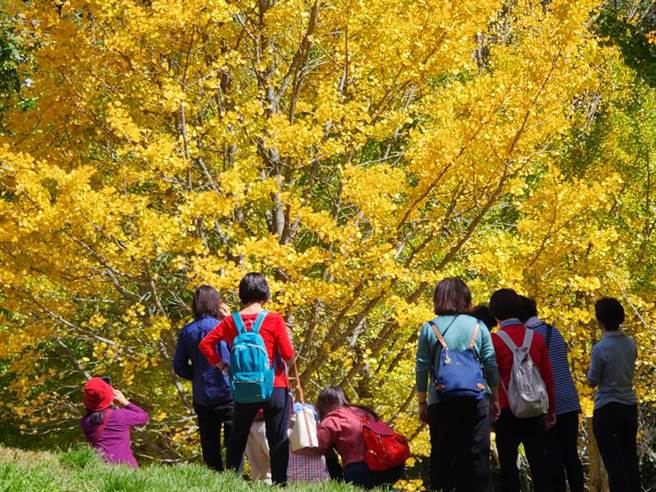 武陵农场银杏目前陆续由绿转黄，最佳观赏期将持续至20日左右。 （武陵农场提供／陈淑娥台中传真）