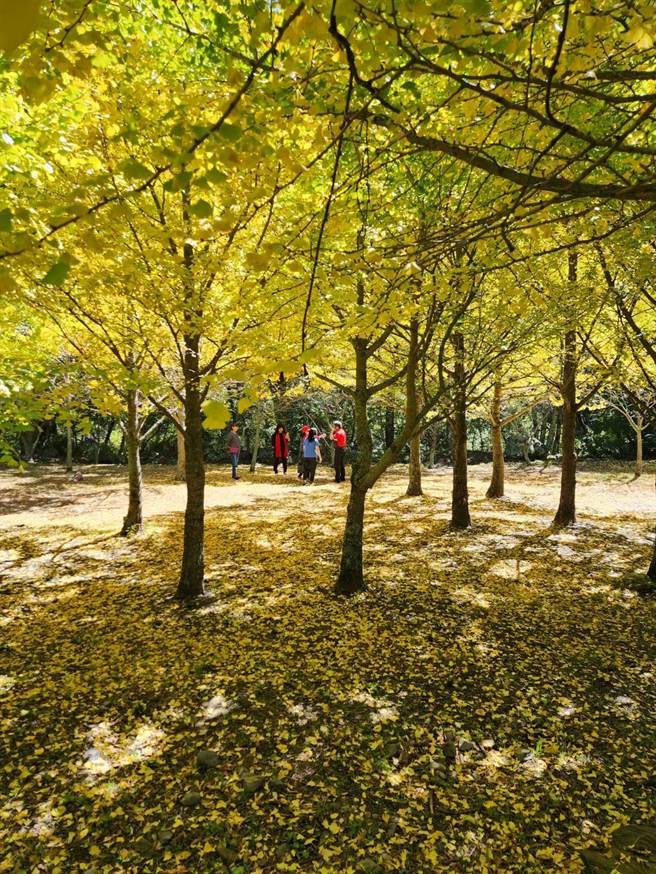武陵农场银杏目前陆续由绿转黄，最佳观赏期将持续至20日左右。 （武陵农场提供／陈淑娥台中传真）