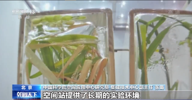中國太空站水稻種子全生命週期的培養研究獲得重大成果，實驗水稻已進入成熟階段，開始結穗。（圖／央視截圖）