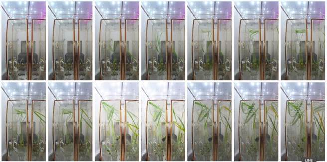 中國太空站太空水稻實驗是國際上首次對水稻在太空站從種子到種子全生命週期的培養研究。圖為擬南芥種子、水稻種子等實驗樣品在微重力環境中的實驗。（圖／新華社）