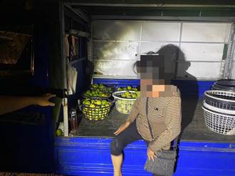 婦缺錢偷水果變賣 5果農遭竊3200斤