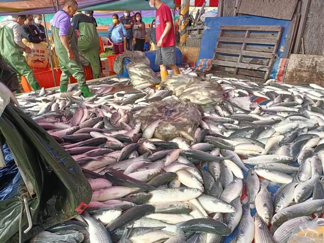 天气乍冷，先头乌抢先来报到了，彰化县首批养殖乌上岸，现场现杀现卖，今年乌鱼壳、乌鱼子都相当肥美，平均每尾都达到5台斤重。（赖清美提供／吴建辉彰化传真）