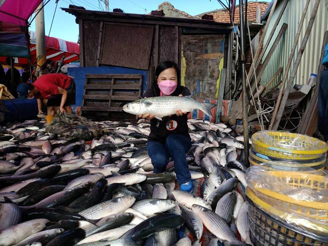 议员赖清美也闻香而来，拿了一布袋乌鱼回家，她说今年因为选举所以不能拿来送人，是帮亲朋好友代买，今天一共「代购」了35尾。（赖清美提供／吴建辉彰化传真）