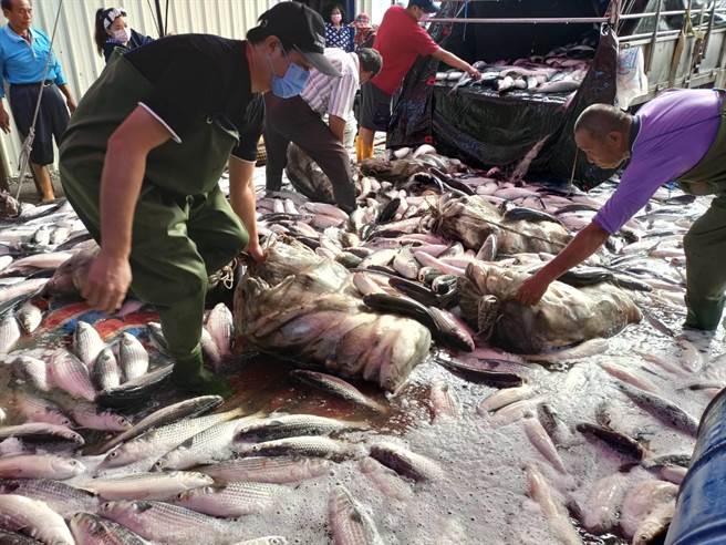不过因为饲料等原物料上涨，乌鱼壳每台斤涨到70元，乌鱼子更上涨到1300元，不过儘管价格上扬，仍涌入不少民眾抢购。（赖清美提供／吴建辉彰化传真）