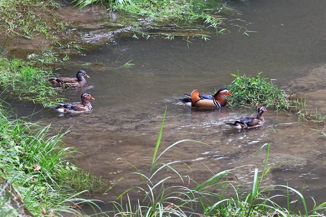 鴛鴦成群，首度在杉林溪園區現蹤。（杉林溪提供／廖志晃南投傳真）