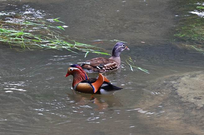 鴛鴦首度在杉林溪園區現蹤。（杉林溪提供／廖志晃南投傳真）
