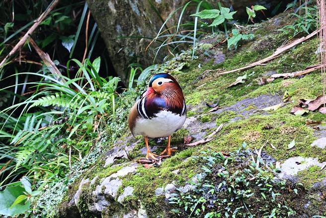 鴛鴦首度在杉林溪園區現蹤。（杉林溪提供／廖志晃南投傳真）