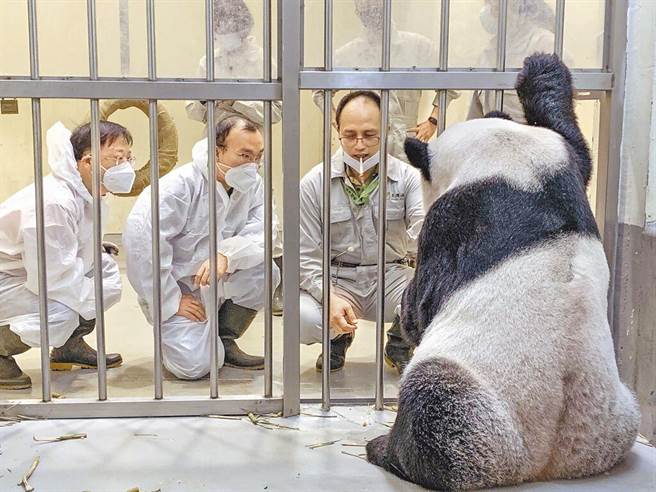 大陸專家魏明（左）及吳虹林（中）專程赴台北市立動物園探視團團。（台北市立動物園提供）