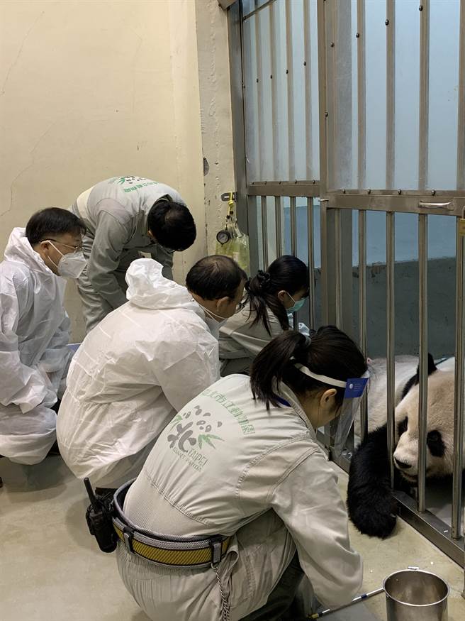中国大猫熊保护研究中心日前派出2位专家吴虹林、魏明来台探视，明天将按照原计画离台。（北市动物园提供／杨亚璇台北传真）