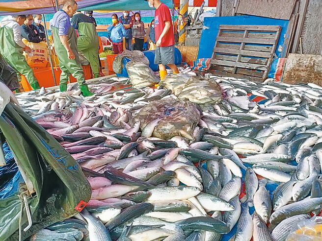 天气乍冷，先头乌抢先来报到，彰化县首批养殖乌5日上岸，现场现杀现卖，今年乌鱼壳、乌鱼子都相当肥美，平均每尾都达到5台斤重。（赖清美提供／吴建辉彰化传真）