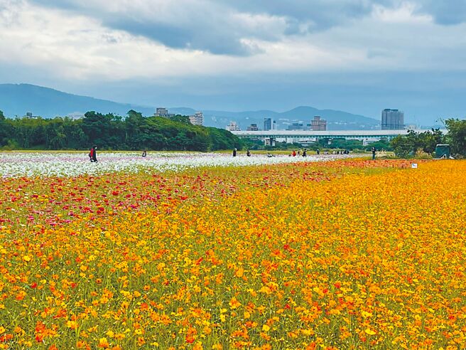 「2022愛戀關渡 花現幸福」期待與您再次相見，圖為2021年實景。（臺北市政府工務局提供）