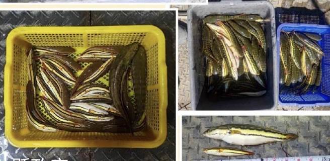南投县府农业处今年在日月潭仅电捞1.1万只，数量只有去年的三成多。（南投县府提供／杨静茹南投传真）