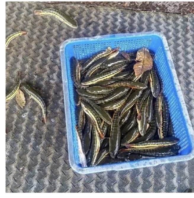 鱼虎7月进入繁殖期，上千只幼鱼孵化后，会在成鱼护幼下集结成「鱼球」成群出没。（南投县府提供／杨静茹南投传真）