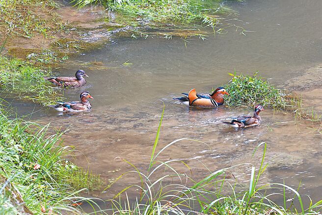 鸳鸯成群，首度在杉林溪园区现踪。（杉林溪提供／廖志晃南投传真）
