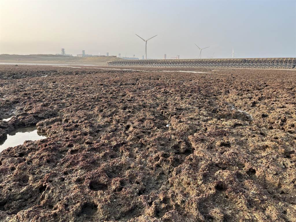 環團呼籲桃市府盡早畫設大潭藻礁保護區。（資料照，陳夢茹攝）