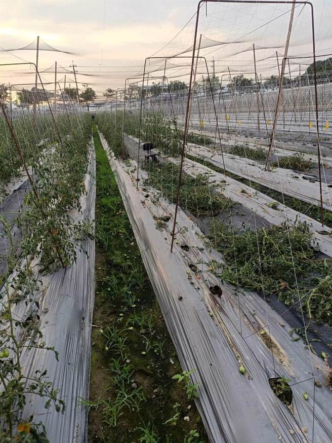 高雄市番茄农近期种植的小番茄出现「疯欉」现象，导致严重农损。(立委林岱桦服务处提供／林雅惠传真)