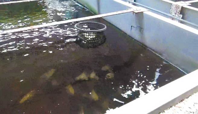 新世生技公司郭姓負責人將養殖石斑魚廢水經過濾等處理裝瓶販售，法官依違反《食品健康管理法》判5月，得易科罰金。（資料照片）