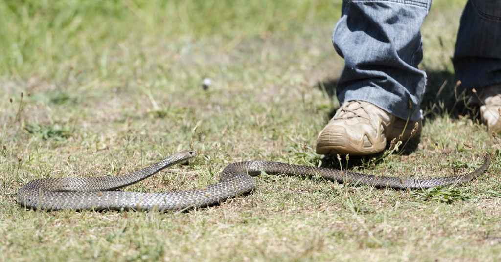 东方褐蛇（Eastern brown snake）是澳洲昆士兰常见的毒蛇之一。（达志影像/Shutterstock）(photo:ChinaTimes)