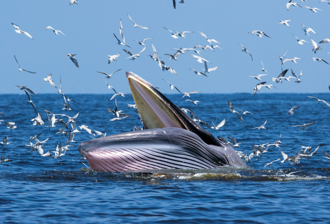 海洋吃播 12公尺巨鯨帶兒捕食 張口秒吞光魚群