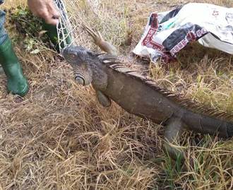 埔里茭白筍田繼發現鱷魚  又有150公分綠鬣蜥嚇壞女工
