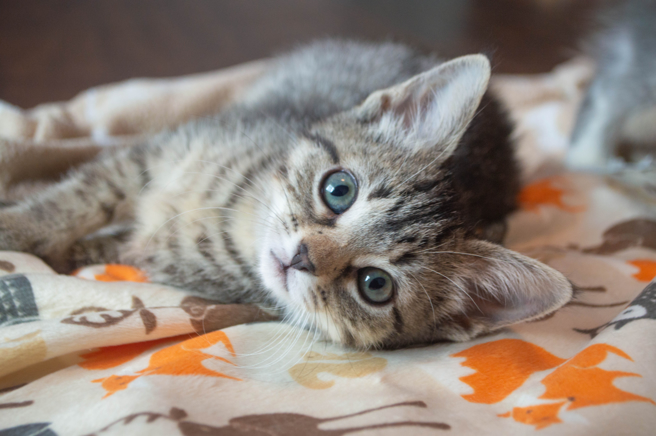 英國近日出現一隻「無性別」貓咪，獸醫表示，他們曾遇過雌雄同體的貓，但從未見過非公非母的。(示意圖/達志影像)