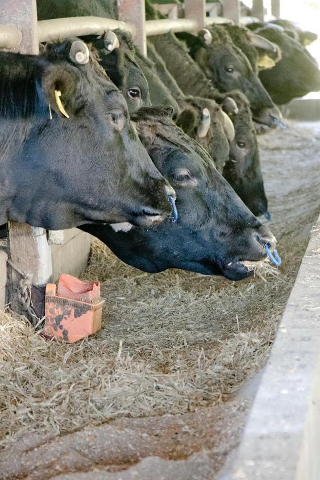 （尾崎牛是日本唯一以农场主人姓氏命名的品牌和牛，并由苗林行独家代理引进。图／苗林行提供）