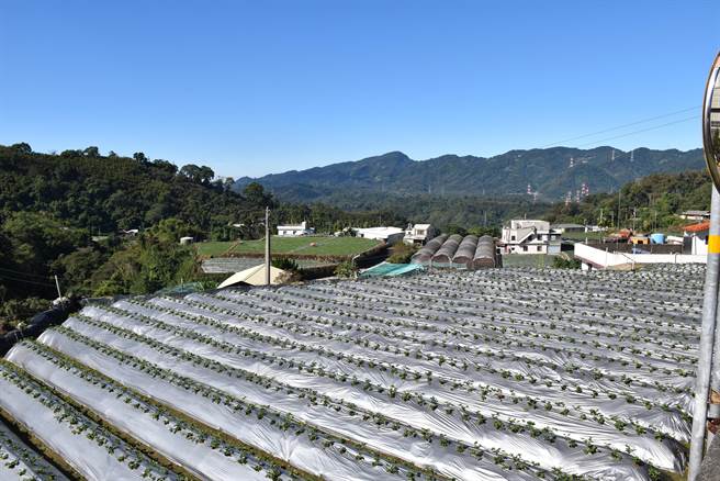 东兴国小所在的大湖乡东兴村村民9成都以栽种草莓维生。（谢明俊摄）