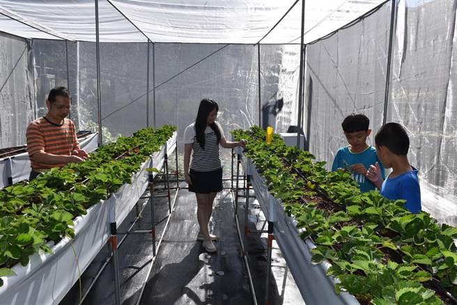 东兴国小搭建草莓温室成为数位课程的教室之一。（谢明俊摄）