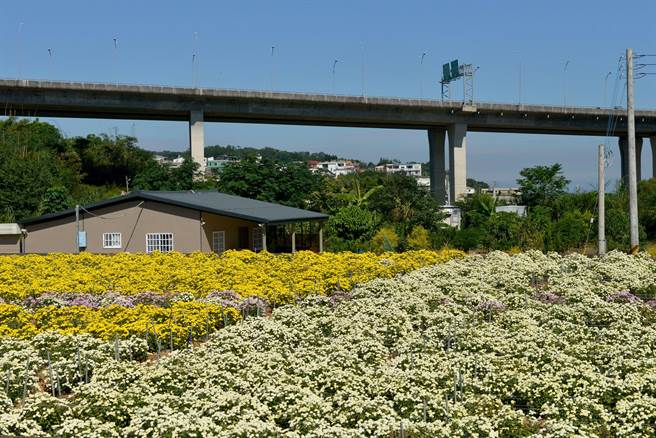 11月初进入杭菊盛产季节，花田遍布九湖、樟树及朝阳等村，随处可见雪白、金黄花海。（苗栗县政府提供／李京升苗栗传真）