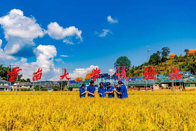 南大学专家团队成功创制多年生稻，种一次连续免耕收穫3-4年。图为云南大学西双版纳州猛海县试验站。（微信公眾号「云南大学」）