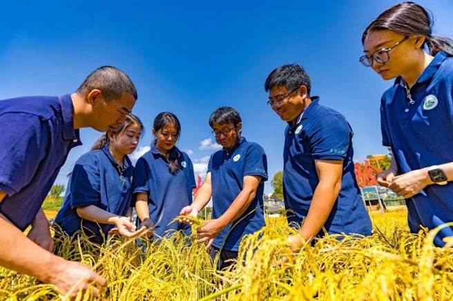 云南大学专家团队成功创制多年生稻，种一次连续免耕收穫3-4年。图为胡凤益教授团队在试验田里开展研究。（微信公眾号「云南大学」）