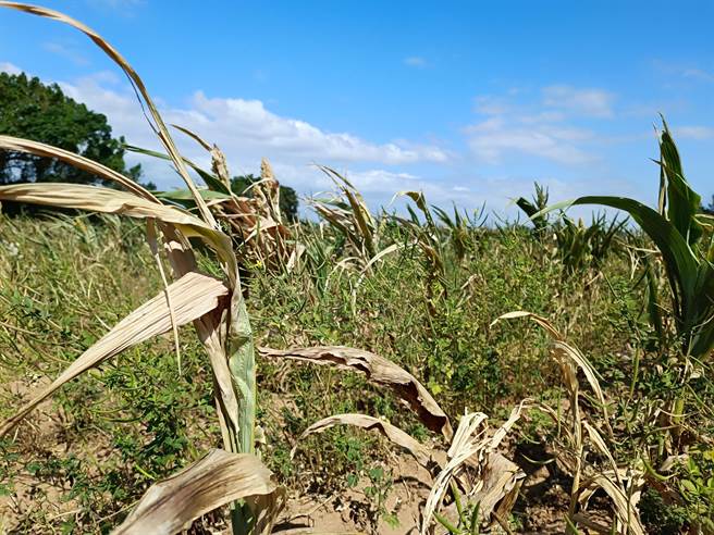 金门地区今(2022)年秋季降雨量明显不足，导致秋收高粱产量受到严重的影响(图／金门县政府提供)