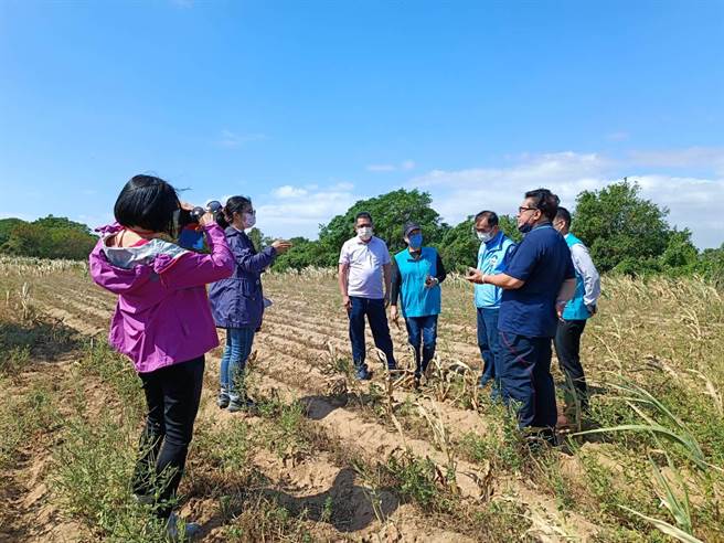 日前农粮署北区分署及桃园改良场派员蒞金勘灾，农委会于今(9)日公告金门县高粱为「农业天然灾害现金救助地区」(图／金门县政府提供)