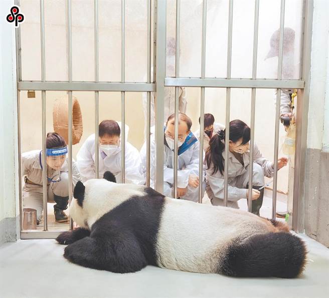 大陆「大猫熊保护研究中心」吴虹林（左三）及魏明（左二）来台会诊团团，虽未找出病因，但对于台北市立动物园的照护给予高度肯定。（本报系资料照）